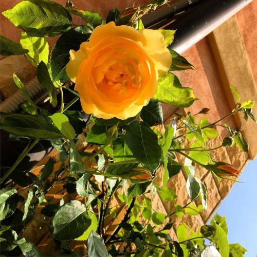 a yellow rose is growing on a fence at Residenza Eden in Colà di Lazise