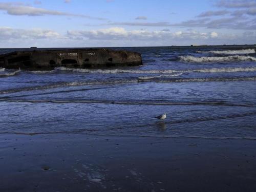 a bird standing on the beach near the ocean at City View Family Retreat in Isigny-sur-Mer