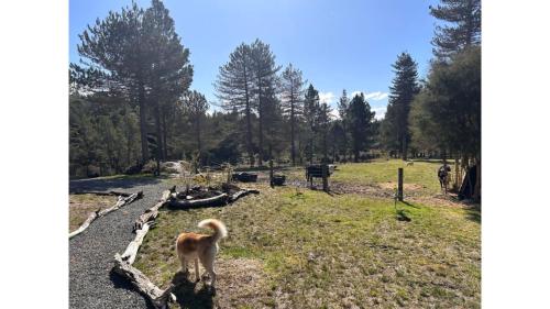 a dog standing in a field with trees in the background at Ruru Tiny House by Tiny Away in Rangihaeata