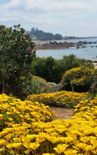 a field of yellow flowers next to the water at Penguin Beach House in Penguin