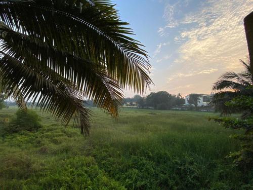 a palm tree in a field of grass at GreenfieldView in Candolim
