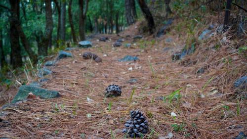 BhowāliにあるThe Kanaksh - Boutique Homestay Bhimtal , Nainitalのギャラリーの写真