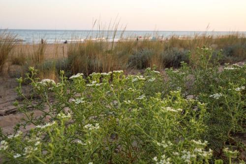 a field of flowers on the beach at Camping 3 Estrellas in Gavà