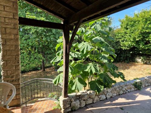 une grande plante verte à côté d'un mur de pierre dans l'établissement Les coquelicots, à Villeneuve-sur-Lot