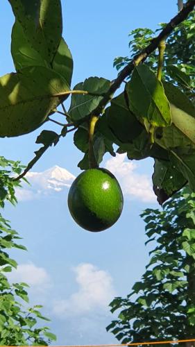 an avocado hanging from a tree with a mountain in the background at Mundum Farm Stay in Dhulikhel