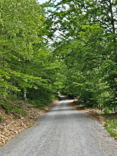 an empty road with trees on both sides of it at Wilderness Cabin in Kolašin
