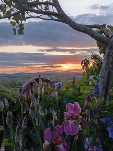 a field of flowers with the sunset in the background at Casa da Marquinhas in Ventozelo