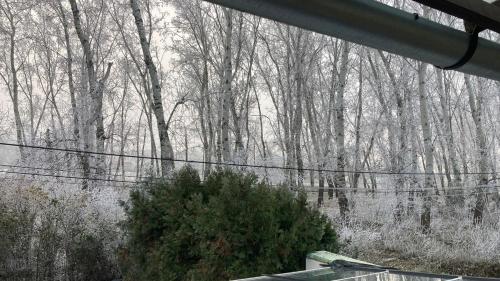 a view of a forest of trees from a window at OHANA Apartman Emelet - Kecskemét in Kecskemét