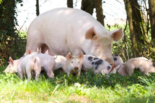 a large pig standing next to a group of pigs at Le chalet des Etoiles in Lavans-Vuillafans