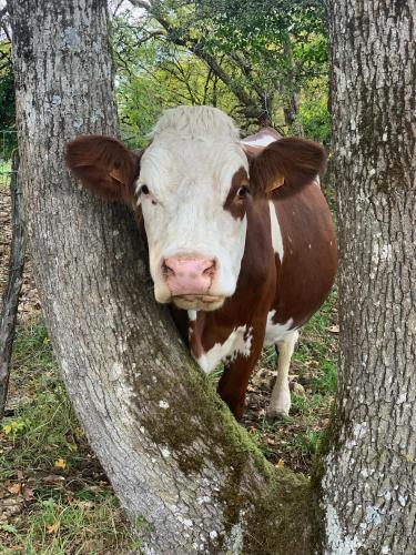 a brown and white cow standing next to a tree at Ferme-Auberge du Rondeau in Lavans-Vuillafans