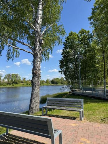 two benches sitting next to a tree next to a river at NEW Cozy design studio near the river in Salacgrīva