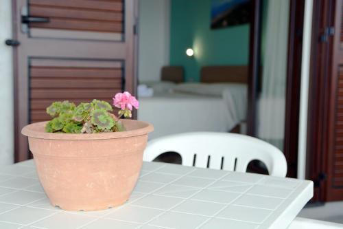 a pink flower in a pot sitting on a table at B&B Miramare in Ascea