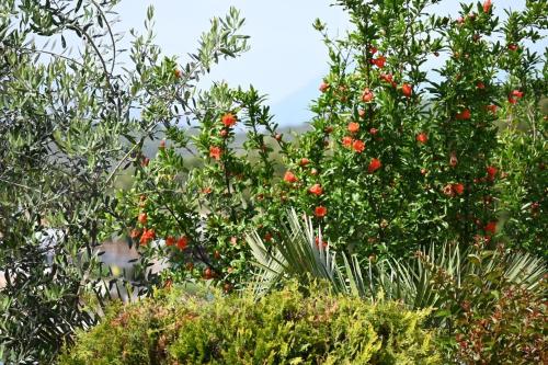 Сад в EMAR Beachfront Hotel Ksamil