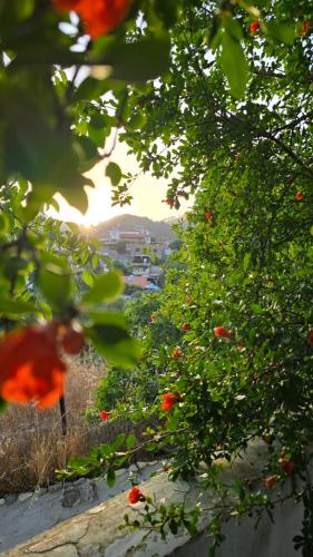 a view through the leaves of trees with red flowers at GPPh in Pelendri