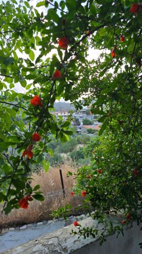 a view of a tree with red apples on it at GPPh in Pelendri