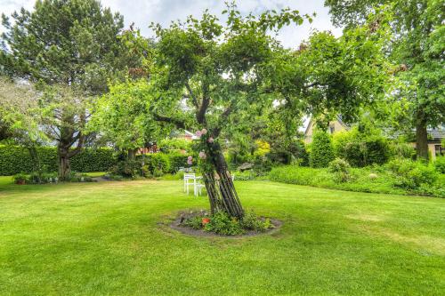 a tree in the middle of a grass field at Göckes Haus Und Garten Lavendelbeet in Wettringen