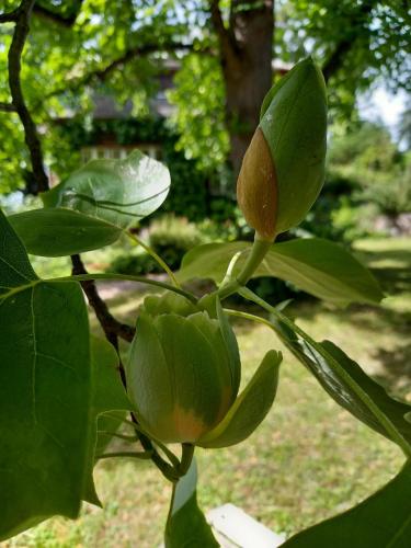 Ein Garten an der Unterkunft Ferienwohnung Unterm Tulpenbaum