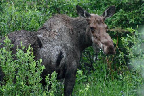 a moose standing in a field of grass at McKinley Creekside Cabins in McKinley Park