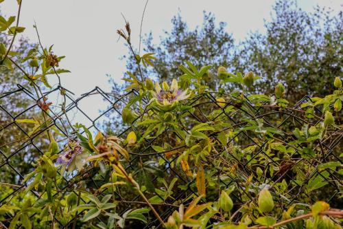 a tree with a pink flower in front of a fence at Villa Pina in Priverno