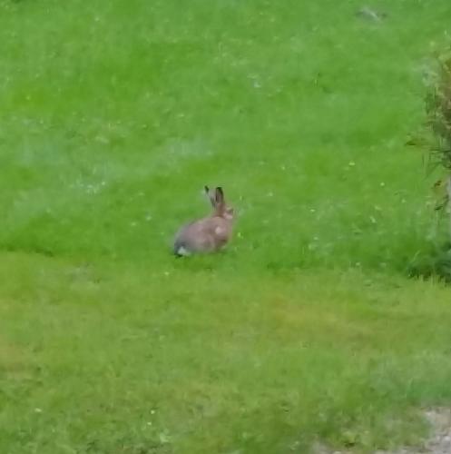 a rabbit sitting in a field of grass at Zimmer mit Teichblick in Wiedenborstel
