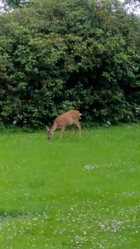a deer grazing in a field of grass at Zimmer mit Teichblick in Wiedenborstel