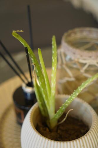 a green plant in a white vase on a table at Karditsa's Loft House in Kardítsa