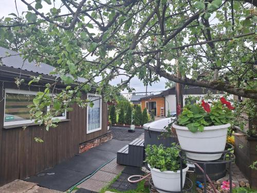 a house with two large potted plants in the yard at Ziedu aleja in Sigulda