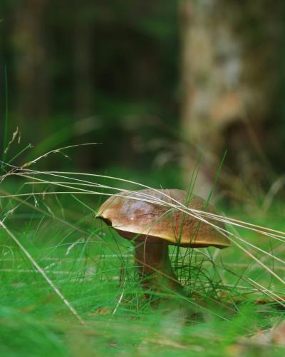 a small brown mushroom sitting in the grass at Dwór Uradz in Uradz