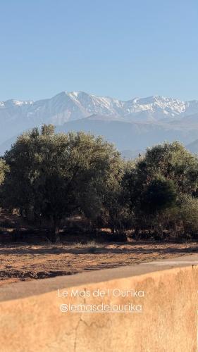 a field with trees and mountains in the background at Le mas de l'Ourika, maison d'hôtes in Aït Zat