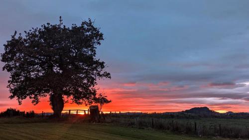 a tree in a field with a sunset in the background at FINN VILLAGE - Loch Lomond Sunset Glamping Pod - Private Ofuro HOT TUB in Drymen