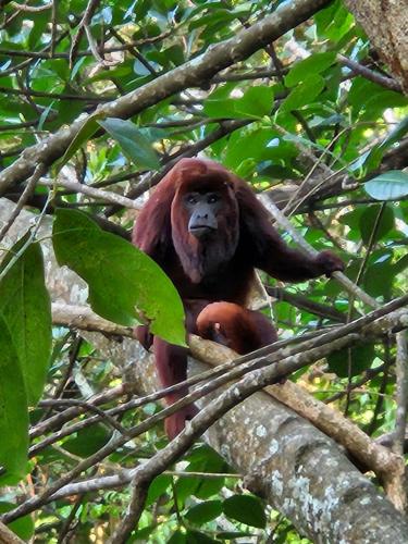 a monkey sitting on top of a tree at La Casa Del Mono in Minca