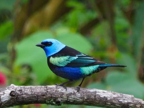 a blue bird sitting on a tree branch at Palmeras del Mirador - Hotel Boutique Campestre en La Vega a 1h de Bogotá in La Vega