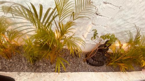 a group of plants sitting next to a wall at Villa Greek Baga 4Bhk Villa with private Pool & Kitchen in Calangute