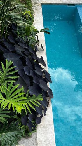 a blue swimming pool with green plants next to it at Casa Nutabe - Casa de Campo en Girardota cerca a Medellín in Girardota