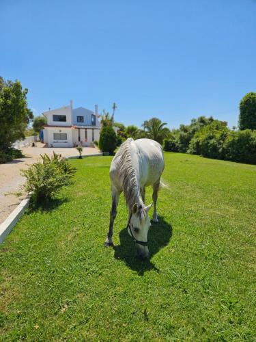 a white horse grazing in a field of grass at Casa Seahorses b in Sintra