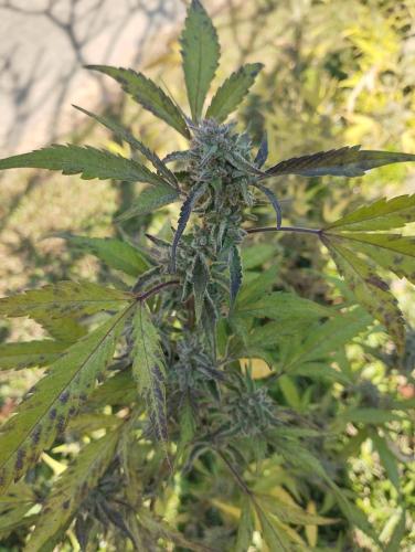 a hemp plant with green leaves on it at Muangkham Peaceandlove Farm in Ban Doi Hang