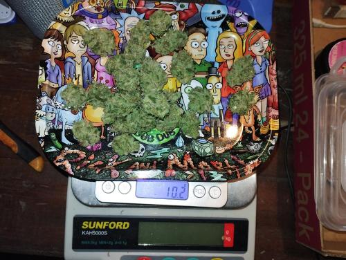 a digital scale with a picture of a tree on it at Muangkham Peaceandlove Farm in Ban Doi Hang