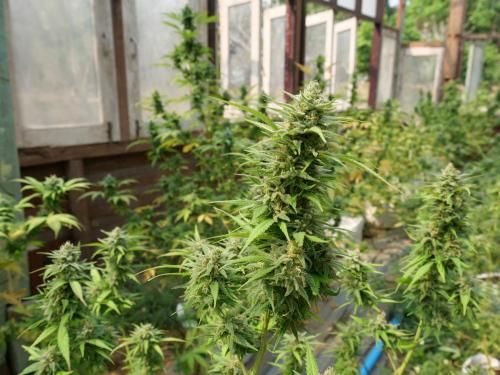 a group of hemp plants in a greenhouse at Muangkham Peaceandlove Farm in Ban Doi Hang
