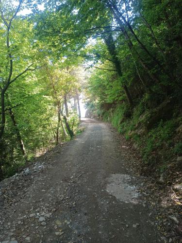 a dirt road in the middle of a forest at Casa Artigena in Rapallo
