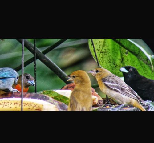 Binatang di rumah percutian atau berdekatan