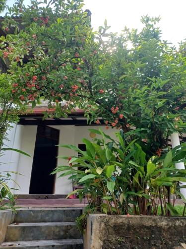 Κήπος έξω από το The Mango Villa