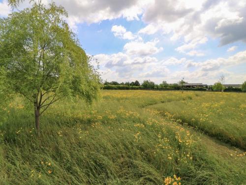 a tree in the middle of a field of flowers at Goose Whistle Hut in Chippenham
