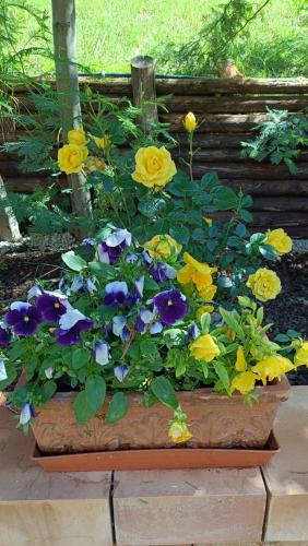 a pot of colorful flowers in a garden at La casetta rossa in Collicello