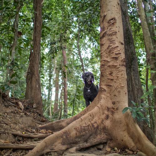 a black dog standing next to a tree at PITI Nest Self-Service Home in Rainforest Nest - Wi-fi, Monkeys, Bats, Pet Friendly with a Fee in Subic Bay Intl