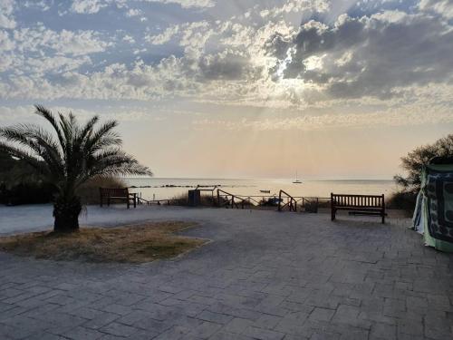 a palm tree and benches in front of the water at Lichia Apartment in Pula