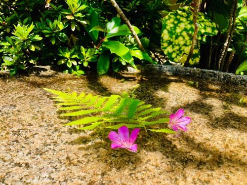 a group of pink flowers sitting on a rock at 旅庭 福の小径 Ryotei Fukunokomichi in Isahaya