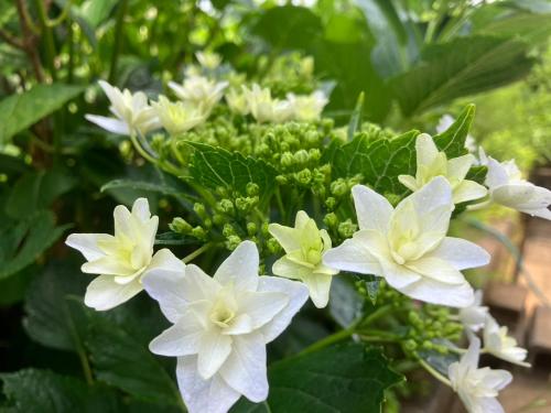 a group of white flowers with green foliage at 旅庭 福の小径 Ryotei Fukunokomichi in Isahaya
