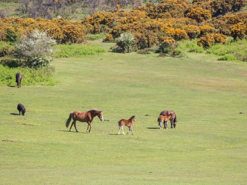 a group of horses grazing in a field at Herons Nest in Lymington