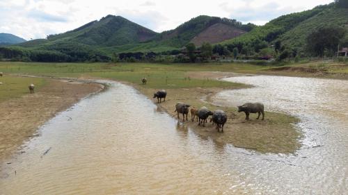 a herd of animals walking across a river at Nguyen Shack Retreat Resort in Phong Nha