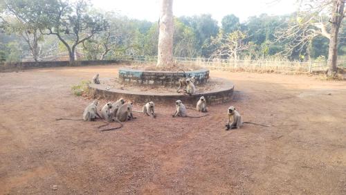 a group of monkeys standing in a dirt field at Karma Hostel in Khajurāho